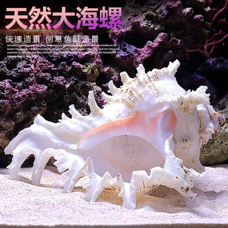 Aquarium Fish Of The World - Decorazioni per acquario con conchiglie di