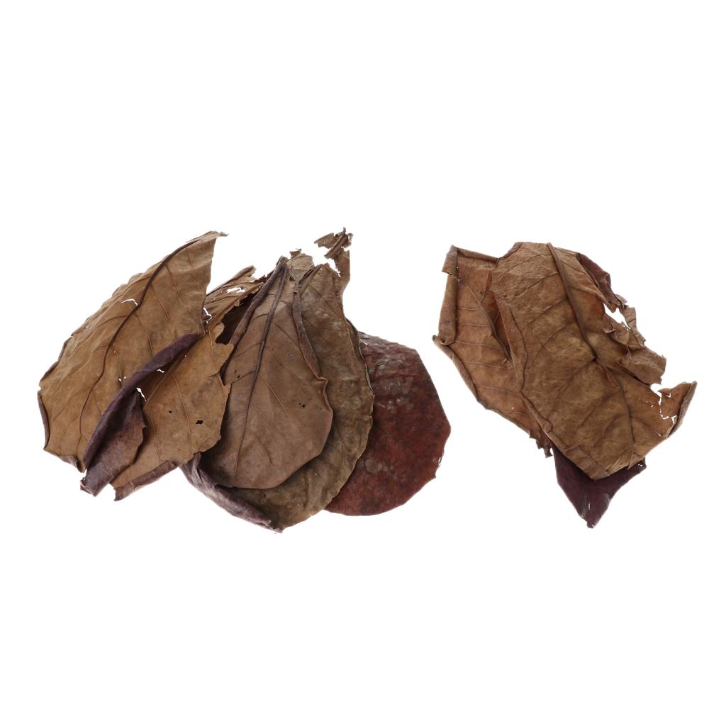Aquarium Fish Betta - Additivo Filtrante per Acquario con Foglie