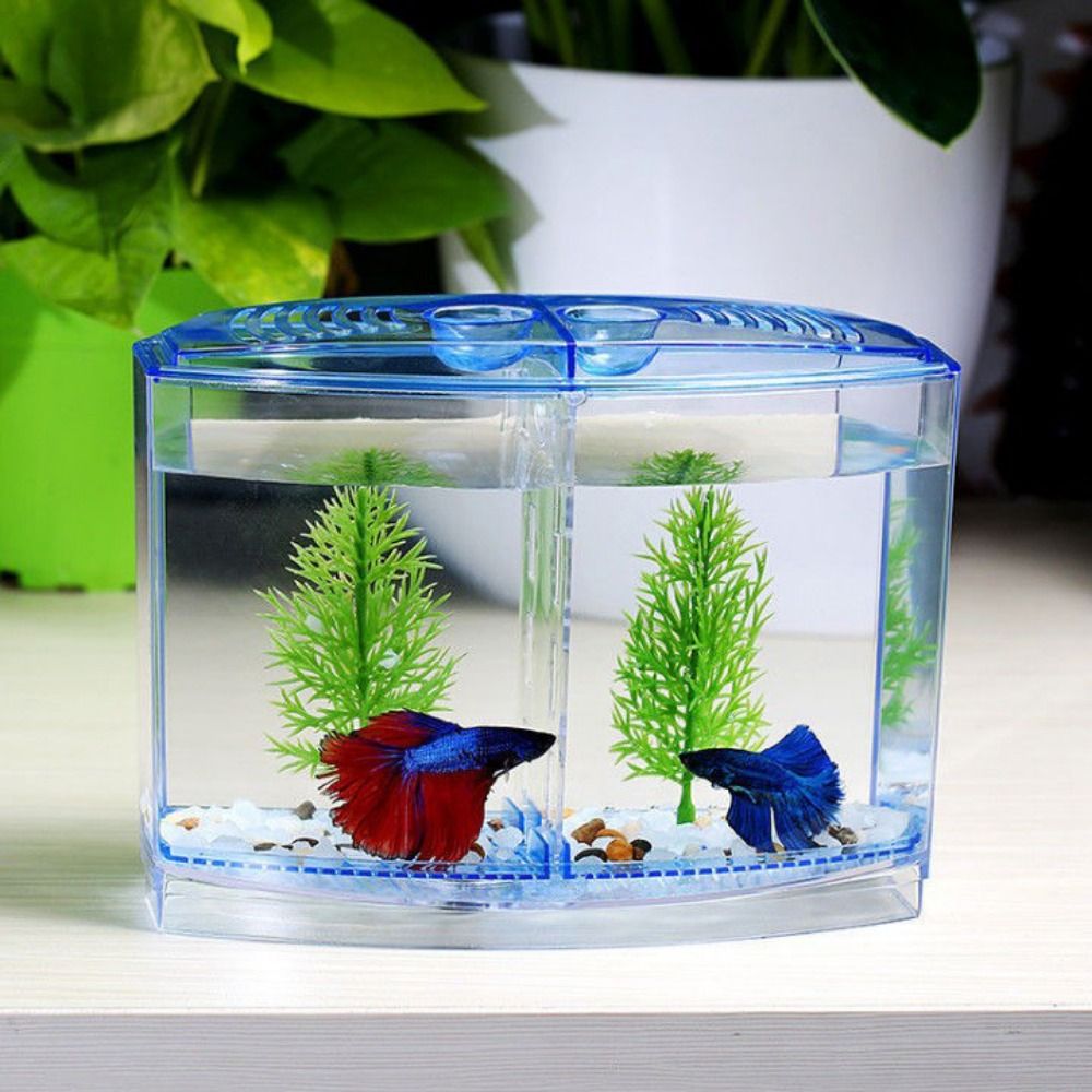 Aquarium Fish Betta - Acquario Betta trasparente, acquario Guppy a