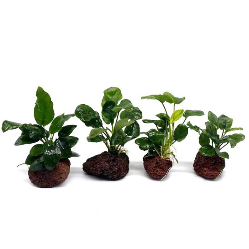 Decorazione per acquario vulca - Aquarium Fish Pot recensione e prezzo
