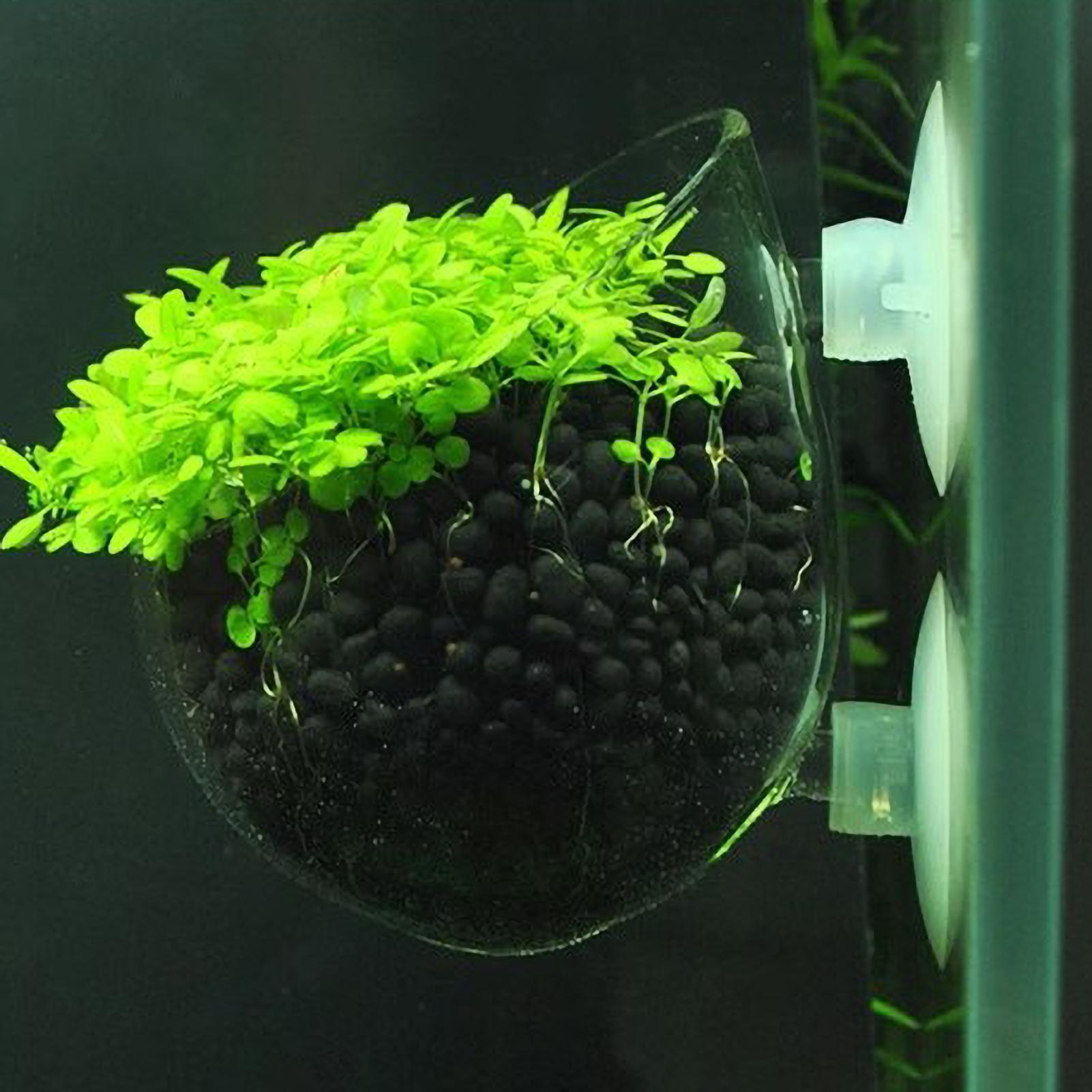 Supporto per Piante Acquatiche - Aquarium Fish Pot recensione e prezzo