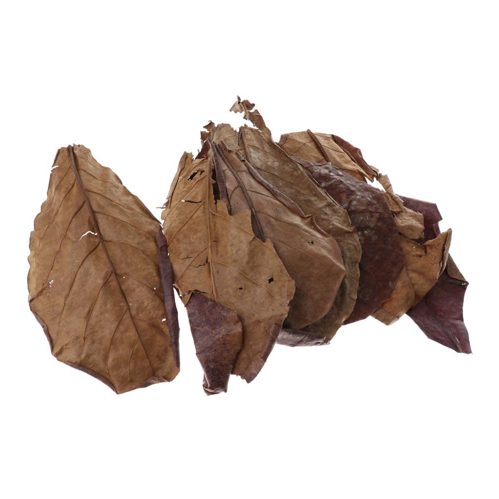 Foglie di Mandorlo Indiano per - Aquarium Fish Betta recensione e prezzo