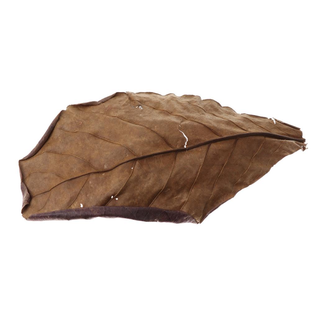 Foglie di Mandorlo Indiano per - Aquarium Fish Betta recensione e prezzo