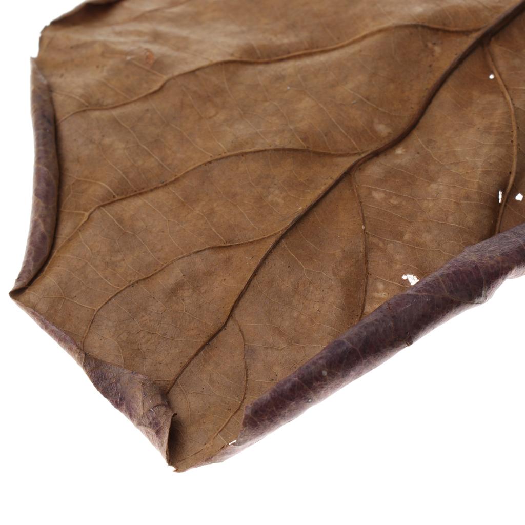 Foglie di Mandorlo Indiano per - Aquarium Fish Betta recensione e prezzo