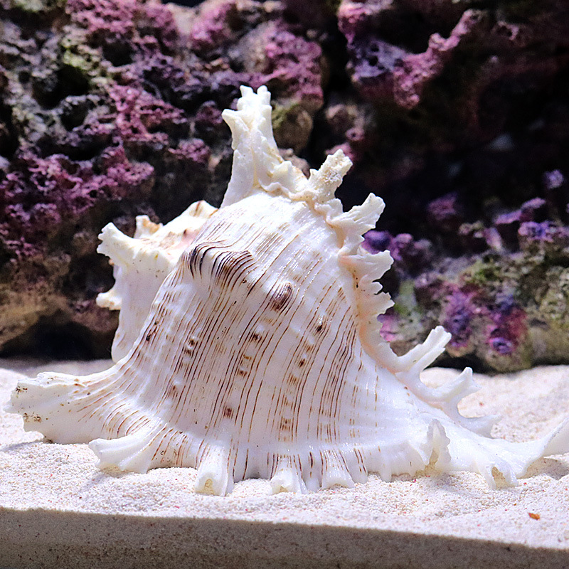 Decorazioni per acquario con c - Aquarium Fish Of The World recensione e prezzo