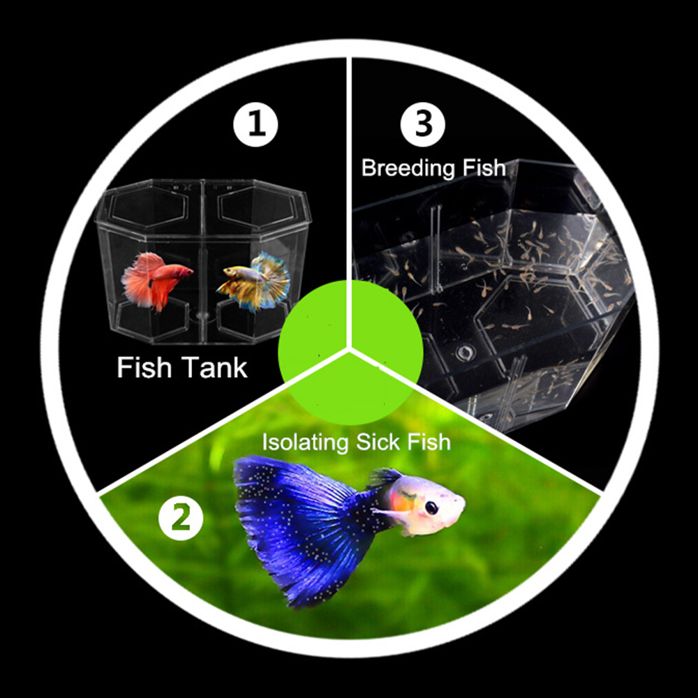 Acrilico Due Splits Guppy Acqu - Aquarium Fish Betta recensione e prezzo
