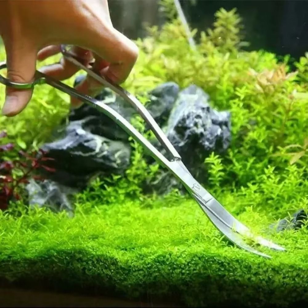 Forbici per Acquario in Acciai - Aquarium Fish Care recensione e prezzo
