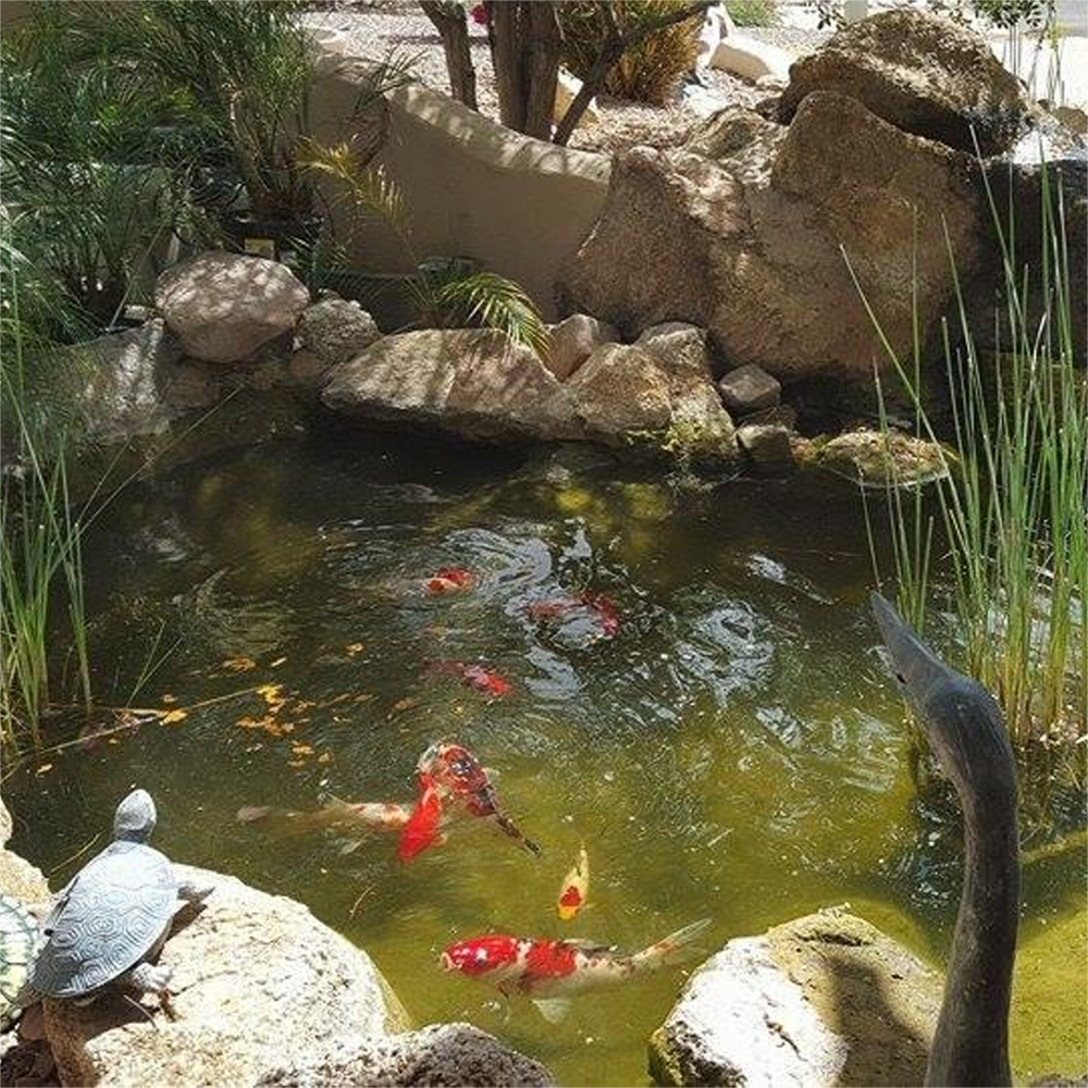 Mangime per Pesci Rossi che Es - Aquarium Fish Price recensione e prezzo