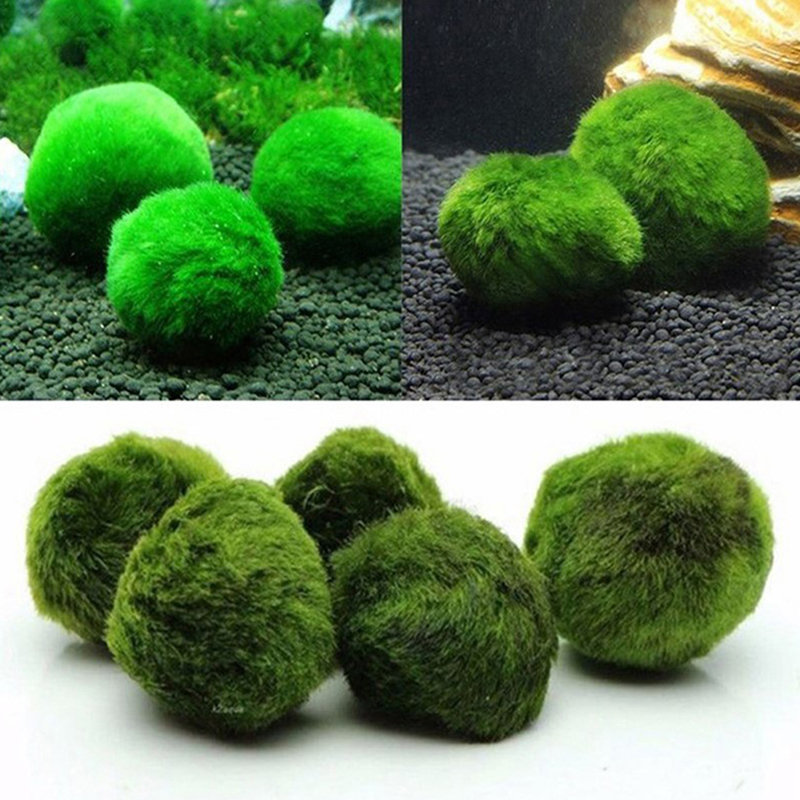 Marimo Moss Balls Live Aquariu - Aquarium Fish Items recensione e prezzo