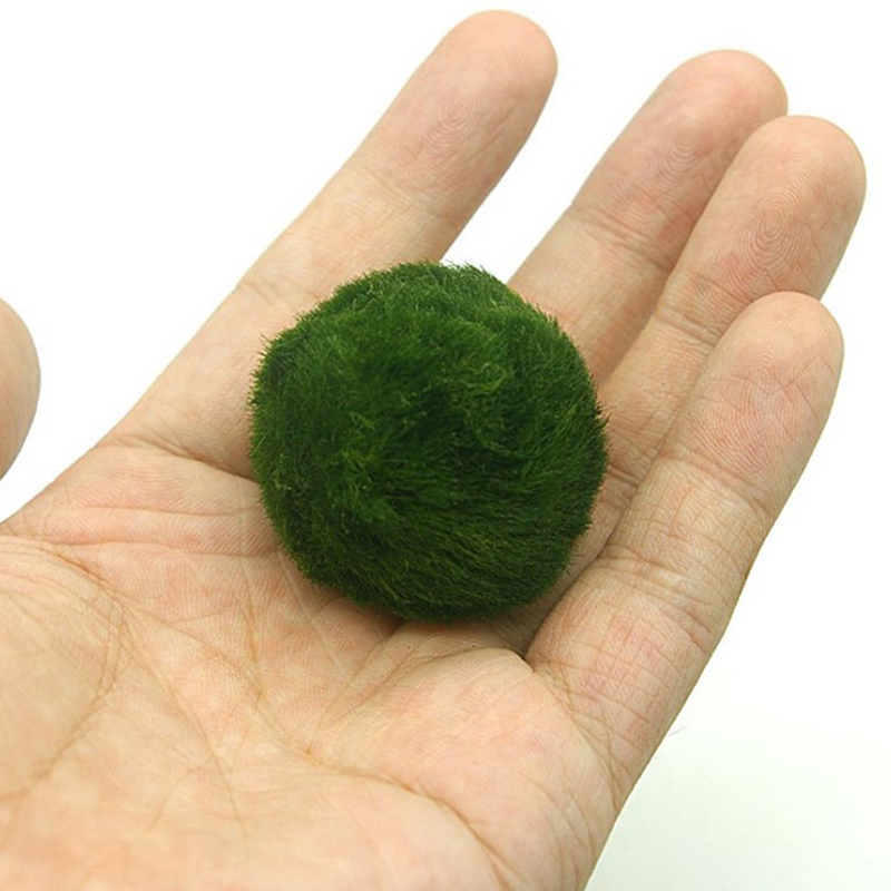 Marimo Moss Balls Live Aquariu - Aquarium Fish Items recensione e prezzo