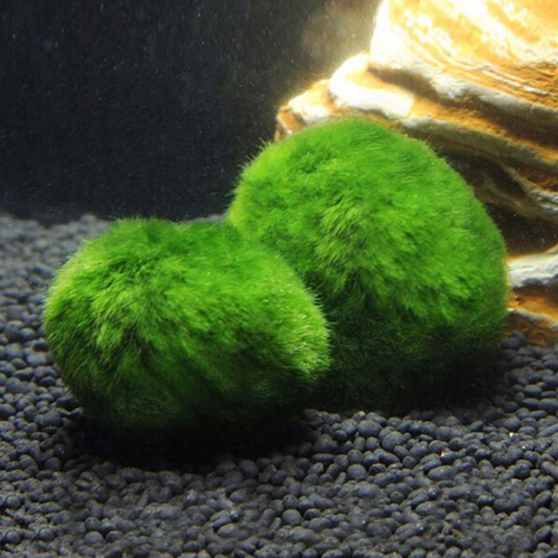 Marimo Moss Balls Live Aquariu - Aquarium Fish Items recensione e prezzo
